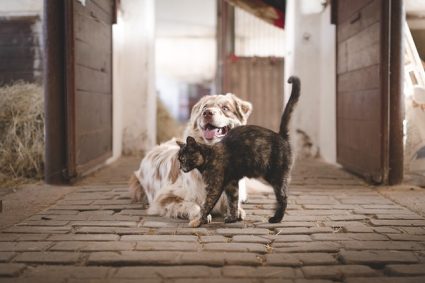 Comment réussir l’introduction de nouveaux animaux de compagnie