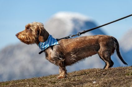 Les bienfaits des promenades régulières sur la santé de votre chien