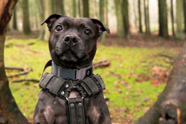 colliers et harnais pour chiens