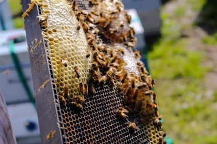 Le monde fascinant des abeilles et des ruches : tout ce que vous devez savoir