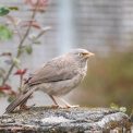 l'oiseau idéal