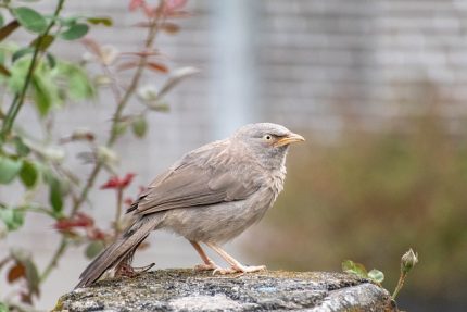 l'oiseau idéal