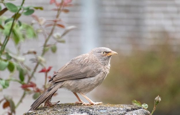 l'oiseau idéal