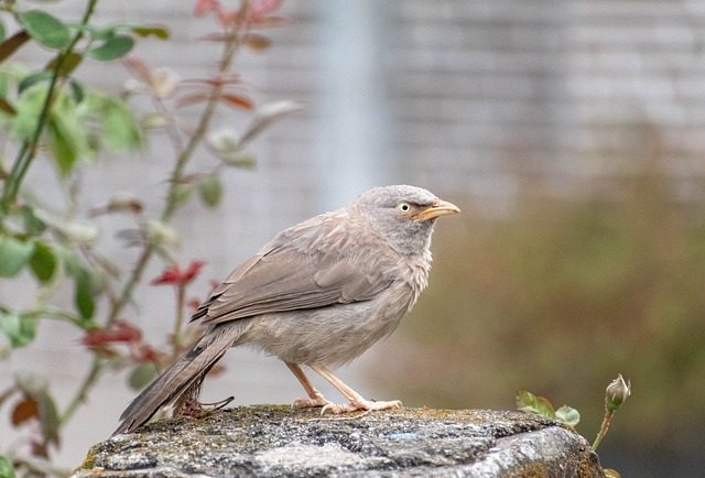 l'oiseau idéal