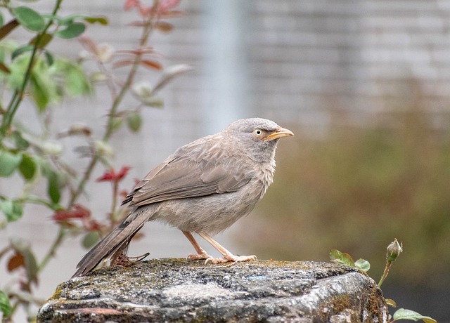 l'oiseau idéal